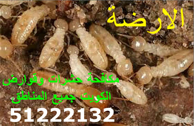 مكافحة حشرات