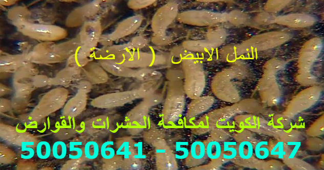 مكافحة حشرات
