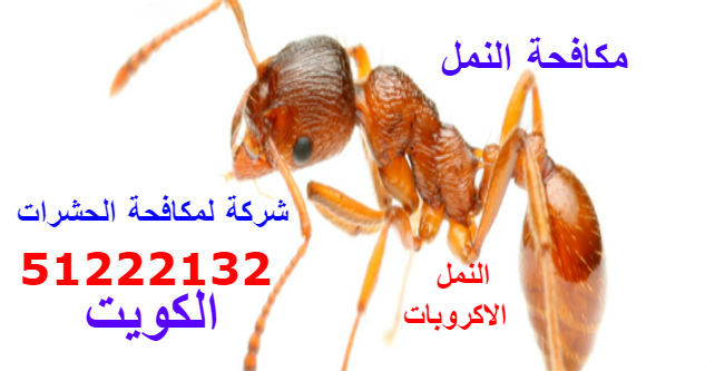 مكافحة حشرات