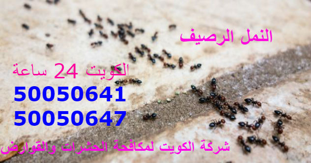 مكافحة حشرات