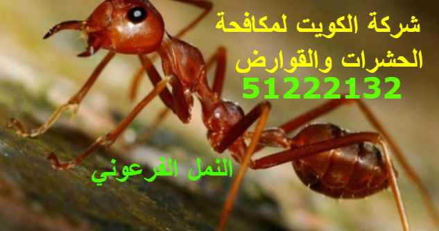 مكافحة حشرات