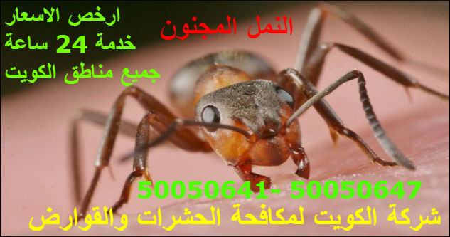 مكافحة حشرات