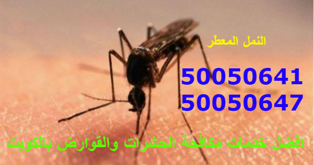 مكافحة حشرات