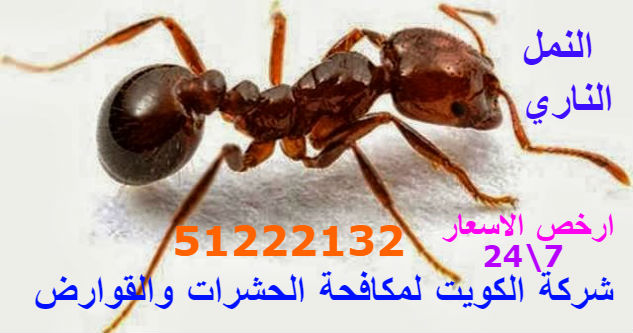 مكافحة حشرات