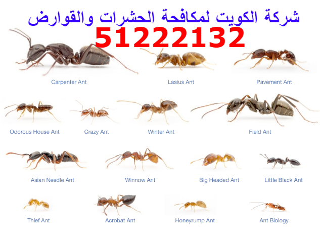مكافحة حشرات