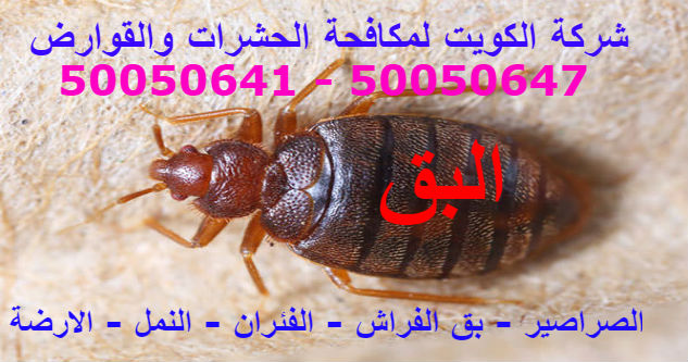 البق - الكتان