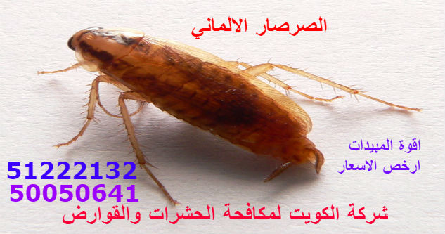 مكافحة حشرات