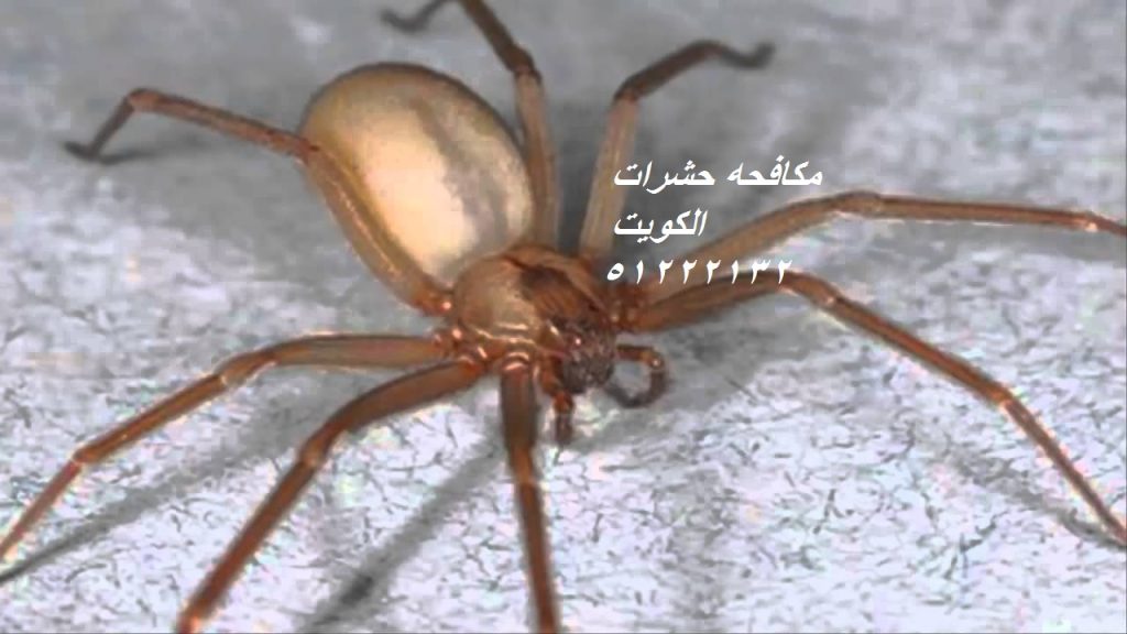 كيفية التخلص من الحشرات الزاحفة في المنزل بالكويت 51222132