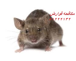 مكافحة الديدان القارضة في الكويت 51222132